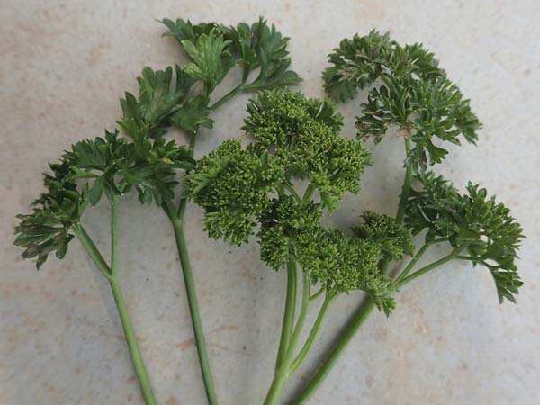 Petroselinum crispum \ Petersilie / Parsley, D Karlsruhe 3.10.2015