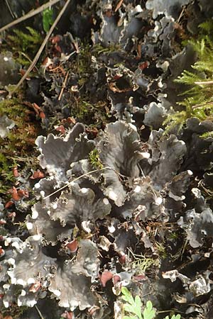 Peltigera membranacea ? \ Graubraune Schild-Flechte, D Schwarzwald, Bad Rippoldsau 3.8.2016