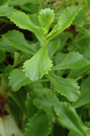 Sedum ellacombeanum / Ellacombe Stonecrop, D Mannheim 18.6.2018