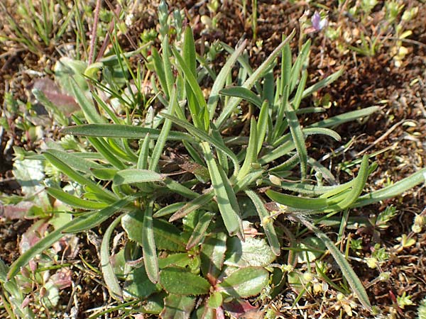 Petrorhagia prolifera \ Sprossende Felsennelke, Sprossendes Nelkenkpfchen / Proliferous Pink, D Hockenheim 16.4.2019