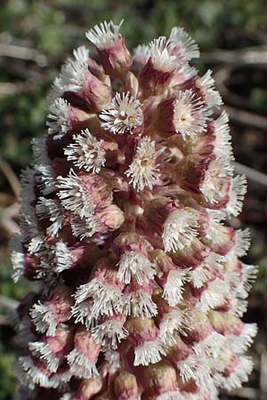 Petasites hybridus \ Gewhnliche Pestwurz, D Großwallstadt am Main 19.3.2022