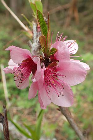 Prunus persica \ Pfirsich / Peach, D Kleinwallstadt am Main 8.4.2017