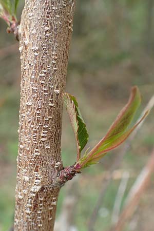 Prunus persica \ Pfirsich / Peach, D Kleinwallstadt am Main 8.4.2017