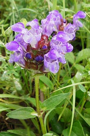 Prunella grandiflora \ Groe Braunelle / Large Selfheal, D Tübingen 20.6.2015