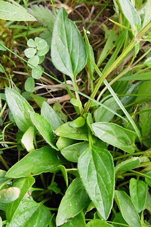 Prunella grandiflora \ Groe Braunelle, D Tübingen 20.6.2015