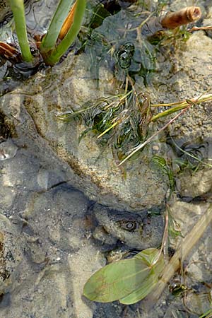 Potamogeton gramineus \ Gras-Laichkraut, Grasblttriges Laichkraut / Variousleaved Pontweed, Grass-Leaved Pontweed, D Allensbach 3.9.2016