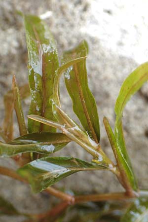 Potamogeton gramineus \ Gras-Laichkraut, Grasblttriges Laichkraut / Variousleaved Pontweed, Grass-Leaved Pontweed, D Allensbach 3.9.2016