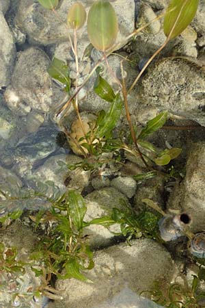 Potamogeton gramineus \ Gras-Laichkraut, Grasblttriges Laichkraut / Variousleaved Pontweed, Grass-Leaved Pontweed, D Allensbach 3.9.2016