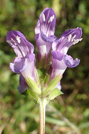 Prunella grandiflora \ Groe Braunelle / Large Selfheal, D Mömlingen 10.9.2016