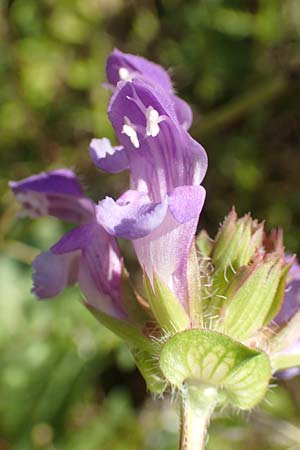 Prunella grandiflora \ Groe Braunelle / Large Selfheal, D Mömlingen 10.9.2016