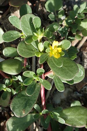 Portulaca granulatostellulata \ Granuliertsterniger Portulak / Granulate-Stellate Purslane, D Köln-Zündorf 22.8.2018