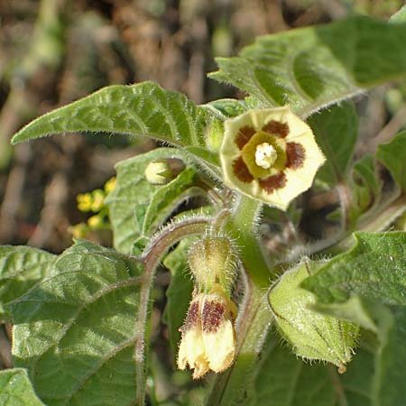 Physalis grisea \ Erdkirsche, Ananaskirsche, D Römerberg 18.10.2018