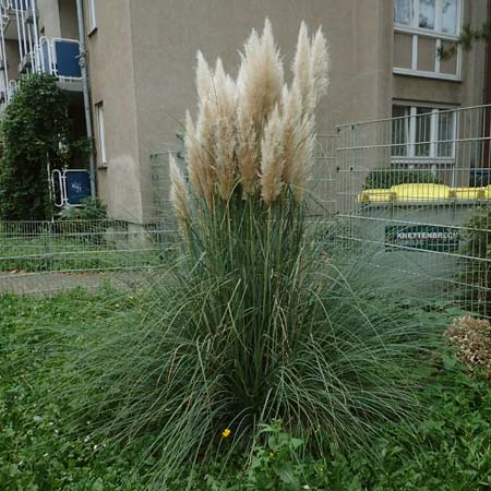 Cortaderia selloana \ Amerikanisches Pampas-Gras, D Mannheim 19.10.2019