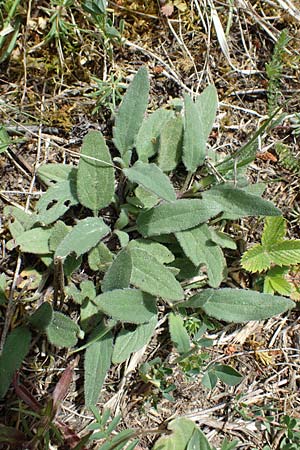 Prunella grandiflora / Large Selfheal, D Hardheim 28.5.2022