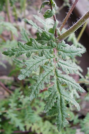 Phacelia tanacetifolia \ Bschelschn, Bienenfreund, D Mannheim 13.5.2015