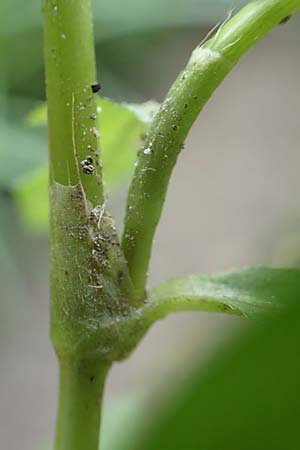 Persicaria hydropiper \ Wasserpfeffer-Knöterich, Pfeffer-Knöterich / Water-Pepper, D Wald-Erlenbach 30.7.2016