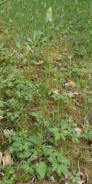 Phyteuma x adulterinum \ Hybrid-Teufelskralle / Hybrid Rampion, D Ottorfszell 13.5.2018