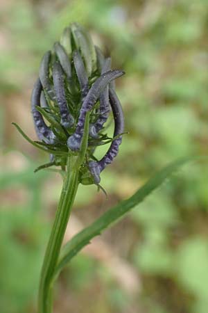 Phyteuma x adulterinum \ Hybrid-Teufelskralle / Hybrid Rampion, D Ottorfszell 13.5.2018