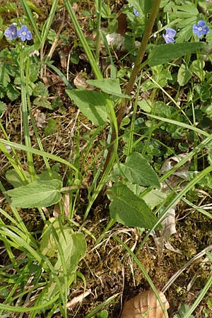 Phyteuma x adulterinum \ Hybrid-Teufelskralle / Hybrid Rampion, D Ottorfszell 13.5.2018