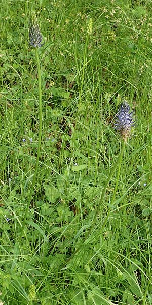 Phyteuma x adulterinum \ Hybrid-Teufelskralle / Hybrid Rampion, D Ottorfszell 17.5.2018