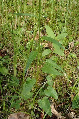 Phyteuma x adulterinum \ Hybrid-Teufelskralle / Hybrid Rampion, D Ottorfszell 17.5.2018