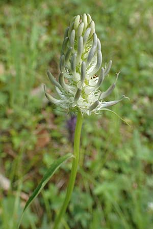 Phyteuma x adulterinum \ Hybrid-Teufelskralle / Hybrid Rampion, D Ottorfszell 17.5.2018