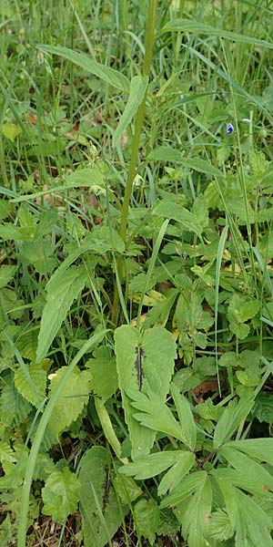 Phyteuma x adulterinum \ Hybrid-Teufelskralle / Hybrid Rampion, D Ottorfszell 17.5.2018