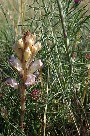 Phelipanche arenaria \ Sand-Sommerwurz, D Rotenfels 29.6.2018