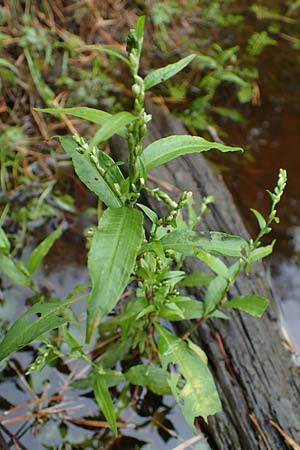 Persicaria hydropiper \ Wasserpfeffer-Knöterich, Pfeffer-Knöterich / Water-Pepper, D Lampertheim 11.9.2022