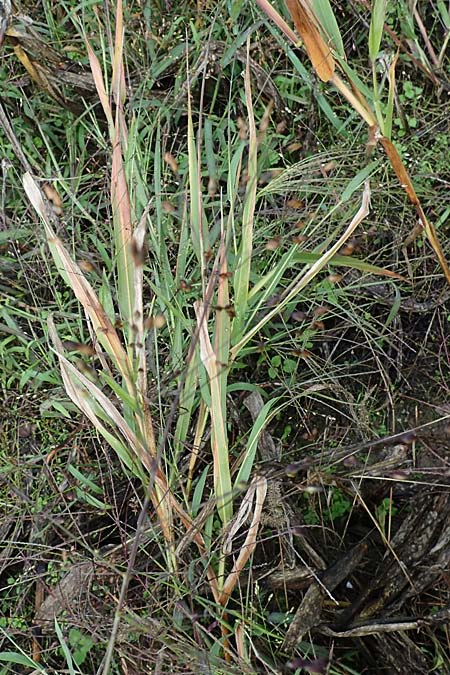 Panicum miliaceum subsp. ruderale \ Unkraut-Rispen-Hirse / Blackseeded Proso Millet, Broomcorn Millet, D Brühl bei/near Mannheim 21.10.2022