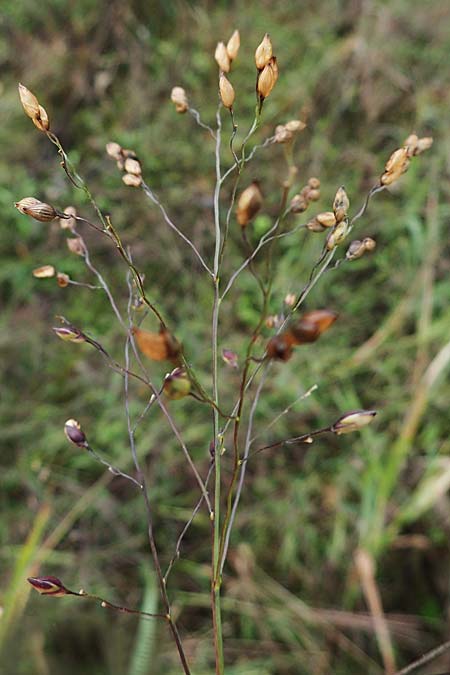 Panicum miliaceum subsp. ruderale \ Unkraut-Rispen-Hirse, D Brühl bei Mannheim 21.10.2022