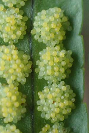 Polypodium interjectum \ Gesgter Tpfelfarn / Intermediate Polypody, D Hemsbach 10.11.2018