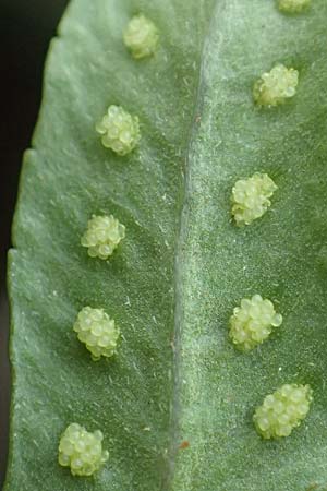 Polypodium interjectum \ Gesgter Tpfelfarn, D Hemsbach 10.11.2018