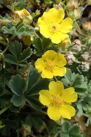 Potentilla incana \ Sand-Fingerkraut, D Rheinhessen, Frei-Laubersheim 13.4.2021