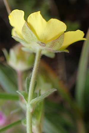 Potentilla incana \ Sand-Fingerkraut, D Rheinhessen, Frei-Laubersheim 13.4.2021