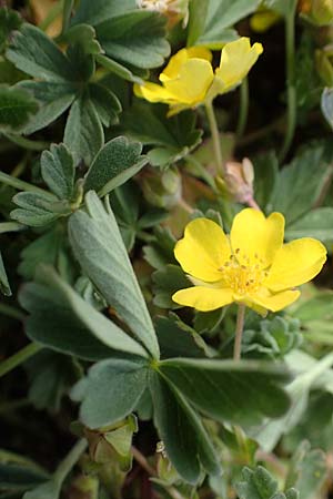 Potentilla incana / Sand Cinquefoil, D Rheinhessen, Frei-Laubersheim 13.4.2021