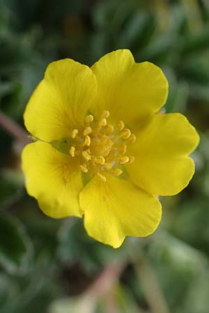 Potentilla incana \ Sand-Fingerkraut / Sand Cinquefoil, D Rheinhessen, Frei-Laubersheim 13.4.2021