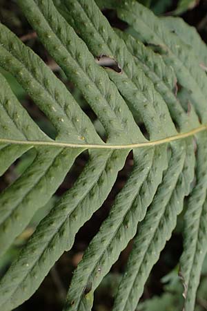 Polypodium interjectum \ Gesgter Tpfelfarn, D Bensheim 29.4.2022