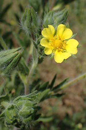 Potentilla inclinata \ Graues Fingerkraut, D Viernheim 5.6.2023