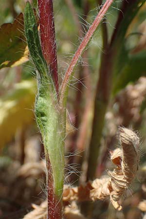 Potentilla inclinata \ Graues Fingerkraut, D Viernheim 5.6.2023