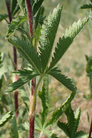 Potentilla inclinata \ Graues Fingerkraut, D Viernheim 5.6.2023