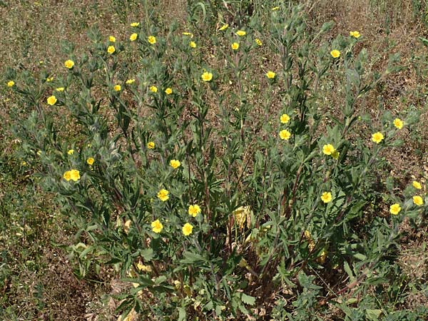 Potentilla inclinata \ Graues Fingerkraut / Grey Cinquefoil, D Viernheim 5.6.2023