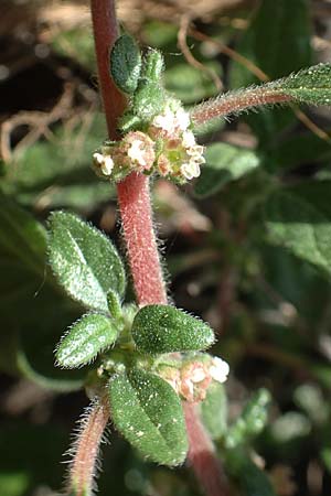 Parietaria judaica \ stiges Glaskraut, Mauer-Glaskraut / Pellitory-of-the-Wall, D Assmannshausen 9.5.2018