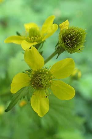 Geum japonicum \ Japanische Nelkenwurz, D Weinheim an der Bergstraße 7.5.2020