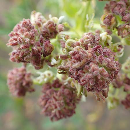 Lepidium draba / Hoary Cress, D Mannheim 5.5.2019