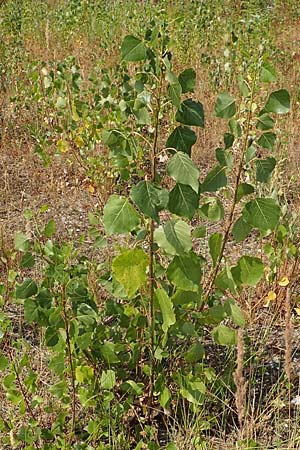 Populus x canadensis \ Kanadische Pappel, Bastard-Schwarzpappel / Black Poplar, D Essen 27.7.2019