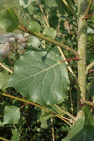 Populus x canadensis \ Kanadische Pappel, Bastard-Schwarzpappel, D Essen 27.7.2019