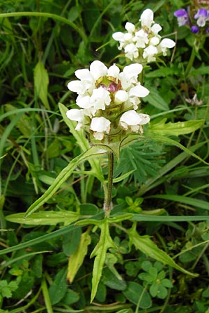 Prunella laciniata \ Weie Braunelle, D Tübingen 20.6.2015