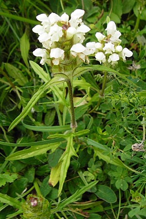 Prunella laciniata \ Weie Braunelle, D Tübingen 20.6.2015