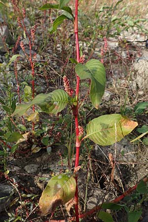 Persicaria lapathifolia \ Ampfer-Knterich, D Köln-Langel 6.10.2018